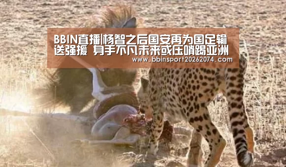BBIN直播|杨智之后国安再为国足输送强援 身手不凡未来或压哨踢亚洲杯(图3) BBIN直播